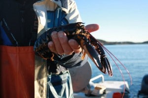 [cml_media_alt id='3201']LOBSTER[/cml_media_alt]