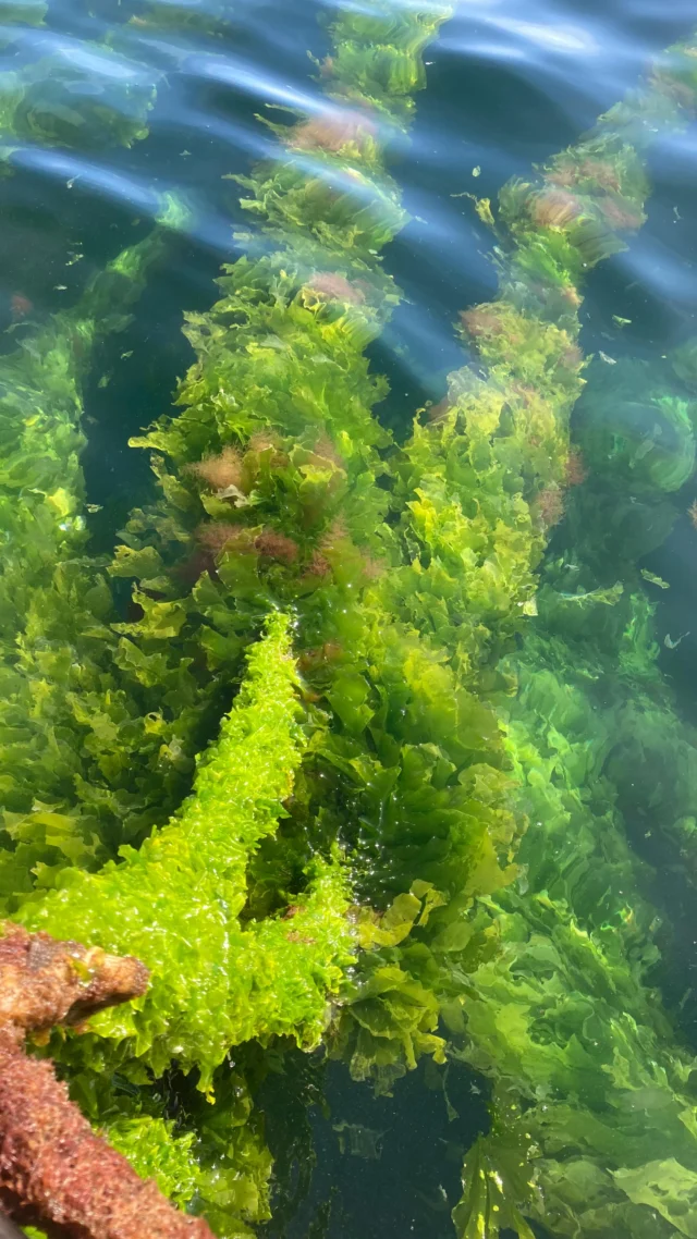 Thanks for a great seaweed harvest season. Nice people, nice weather and great work. Hope to see you again next harvest if not before.

@nordicseafarm @vildvaxt @mojafisk @gaetanzpf @skargardsidyllen